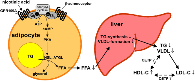 bron: https://bpspubs.onlinelibrary.wiley.com/doi/10.1038/sj.bjp.0707528