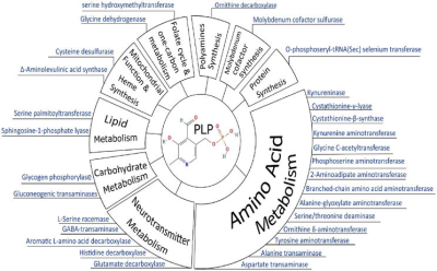 blog:diverse_cellular_functions_of_plp.png