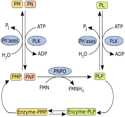 blog:plp_salvage_pathway.png