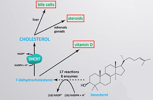 Reproduced from The Medical Biochemistry Page under Fair Use Policy