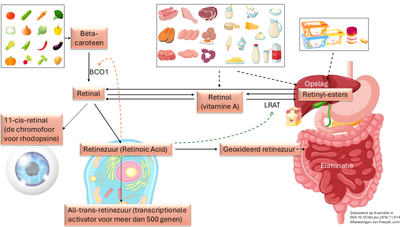vitamine-a-metabolisme.png